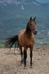 Tierhalterhaftpflicht für Pferde